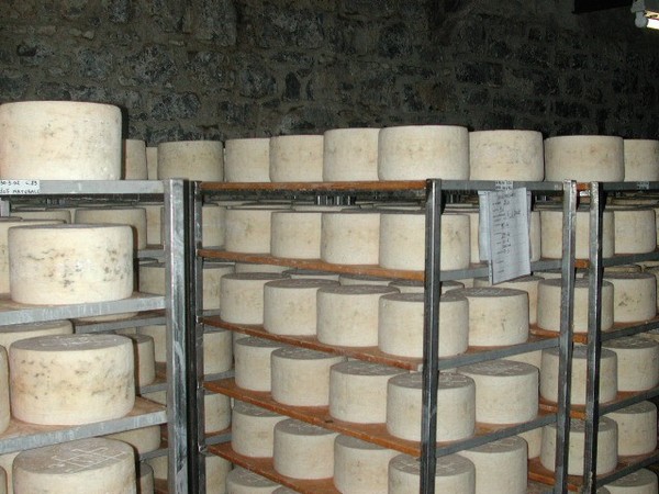 Gorgonzola