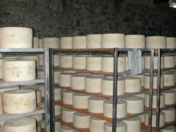 Gorgonzola DOP