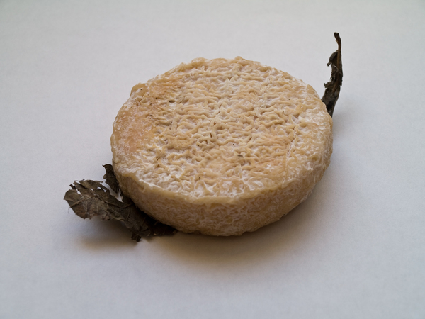 Mothais sur feuille