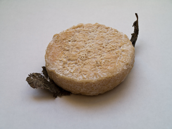Mothais sur feuille